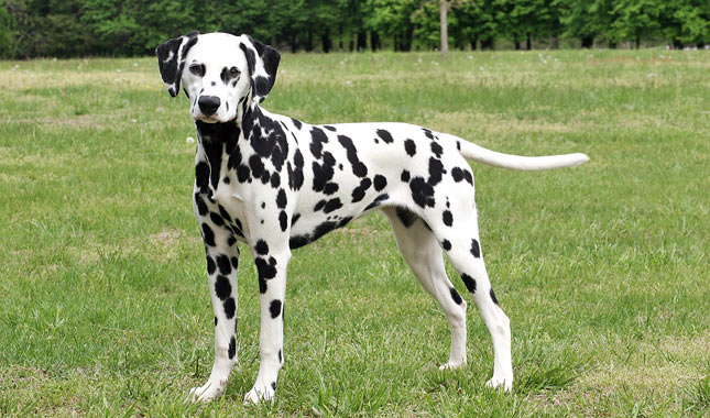 Picture of Fluffy the Dalmation