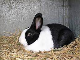 Picture of Rex the Rabbit