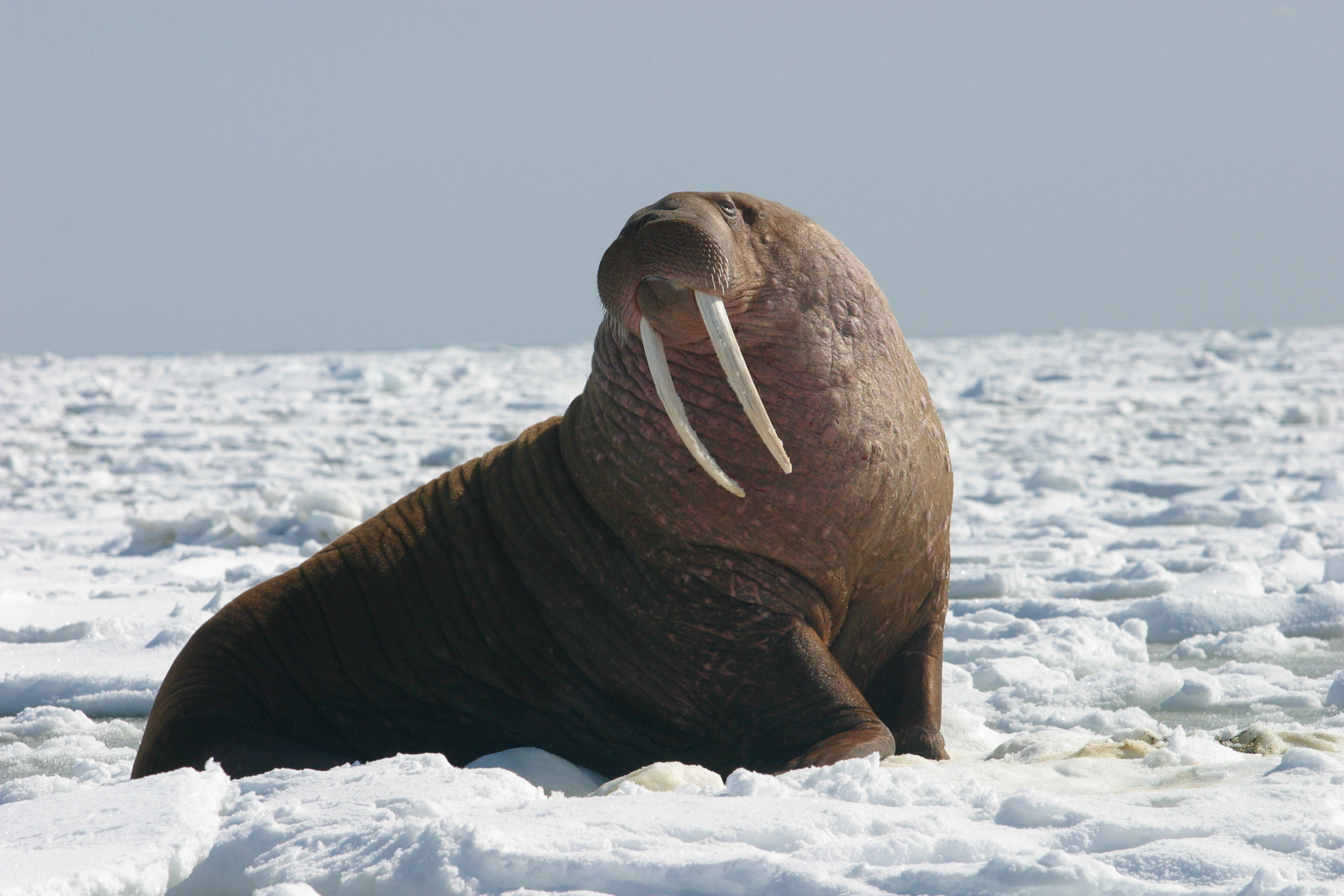 A walrus basking on a rock.